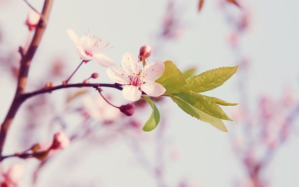 Cseresznyefa rózsaszín virágai friss, zöld levelekkel.