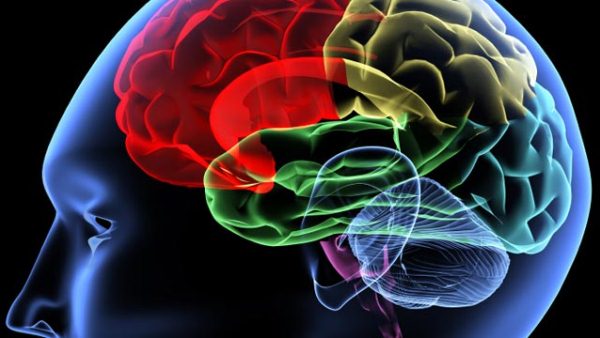 Sematikus rajz az emberi agy ábrázolásáról, pirossal jelölve a stroke lehetséges helyét.