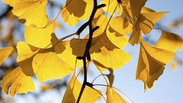 Ginkgo biloba (páfrányfenyő) megsárgult levelei az őszi napsütésben.