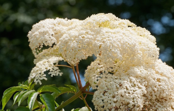 Gyönyörű, szép, nagy fehér bodzavirág a napsütésben.