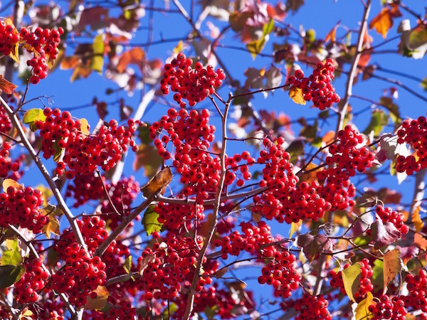 Őszi napsütésben, színes levelek között a galagonya piros bogyói.