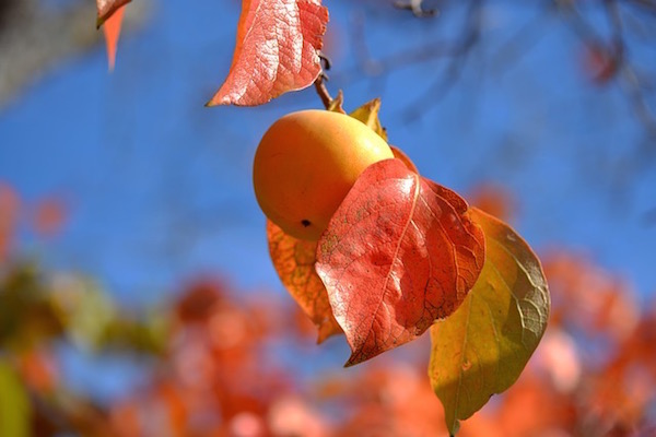 Datolyaszilva a fán késő ősszel, a levelek már színesek, sárgák és pirosak.
