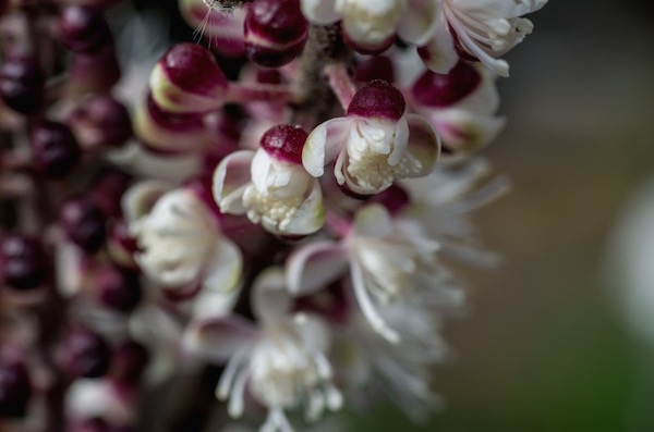 Rövidágú poloskavész, más néven indiánasszony-gyökér fürtös virágzata (Cimicifuga racemosa).