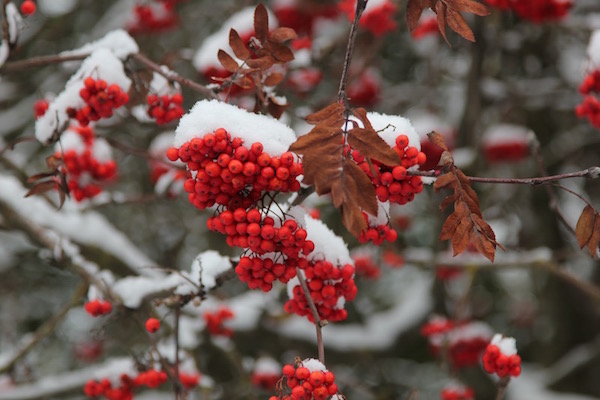 Madárberkenye piros bogyói télen, a rájuk esett hóval.