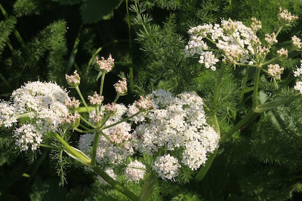 Medvekapor, azaz Meum athamanticum fehér virágai.