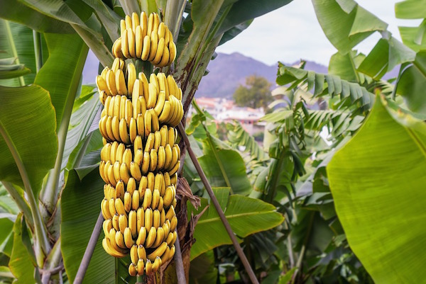 Rengeteg banánt termő banánfa.
