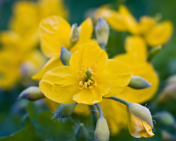 Vérehulló fecskefű (Chelidonium majus) sárga virága.