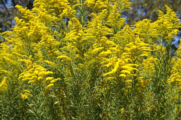Kanadai aranyvessző (Solidago canadensis) sárga virágai.