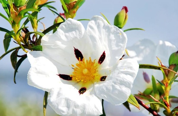Balzsamos szuhar (Cistus ladanifer) gyönyörű ötszirmú virága.