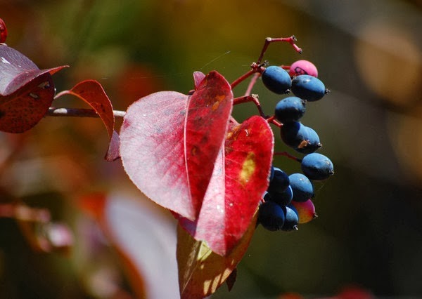 Szilvalevelű bangita(Viburnum prunifolium) fájának termése és színes levele.
