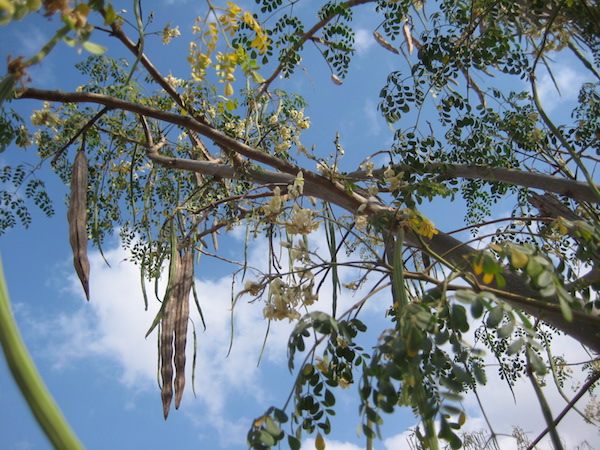 Lóretekfa (Moringa oleifera) termése.