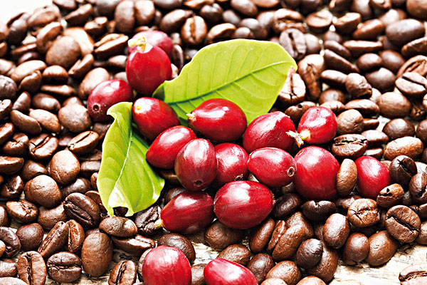 A kávé (Coffea arabica) nem volt ismeretlen már az ókor embere számára sem.