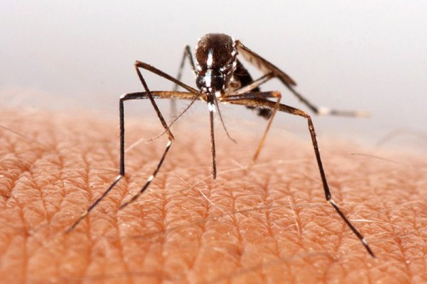 Közeli felvételen egy szúnyog, amint az emberi bőrfelületen éppen csípéshez készülődik.
