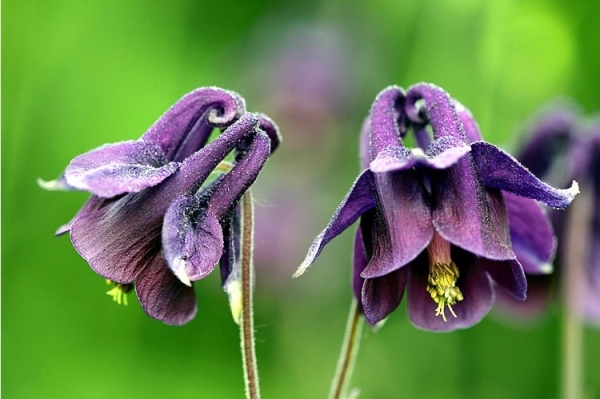 Közönséges harangláb virága (Aquilegia vulgaris).