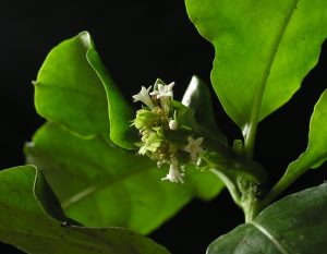 Hánytatógyökér (Psychotria ipecacuanha) fehér virágai.