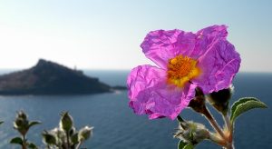 Görög bodorrózsa szép virága, a háttérben egy sziget.