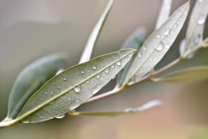 Olajfa levelei eső után fotózva.