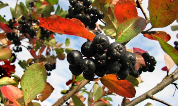 Fekete berkenye bogyós gyümölcsei a pirosló levelek között.