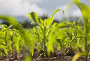 Porhanyós földből kinövő élénkzöld levelú kukoricák.