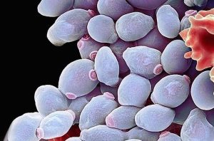 Candida-gombák mikroszkopikus képe.