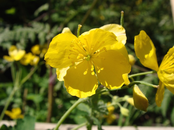Chelidonium majus (vérehulló fecskefű) sárga virága.