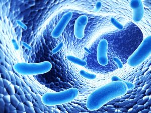 Baktériumok a bél nyálkahártyáján kék színnel ábrázolva.