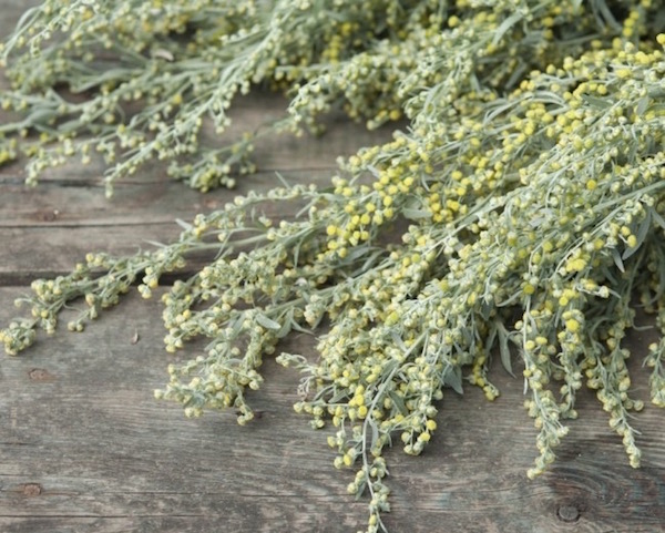 Frissen szedett fehér üröm (Artemisia absinthium) szárításra várva egy asztalon.