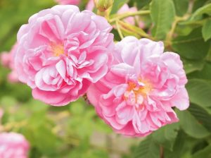 Rózsaszínű kinyílt damaszkuszi rózsák.