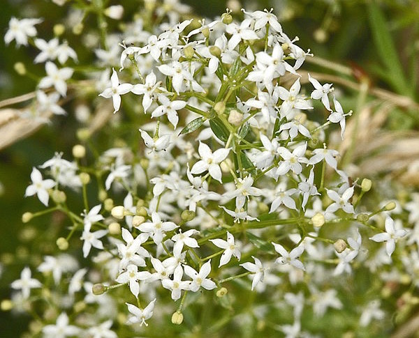 Közönséges galaj (Galium mullogo) fehér virága.