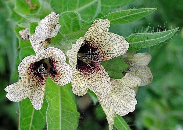 Bolondító beléndek (Hyoscyamus niger) barna erezettel ellátott díszes virágai és szőrös levelei.
