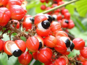 Guarana, az érdekes nevű gyümölcs piros héjában, fehér tokjában.