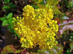 Közönséges mahónia (Mahonia aquifolium) sárga, fürtszerű virága.