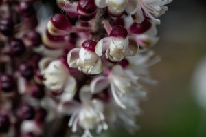 Rövidágú poloskavész, más néven indiánasszony-gyökér fürtös virágzata (Cimicifuga racemosa).