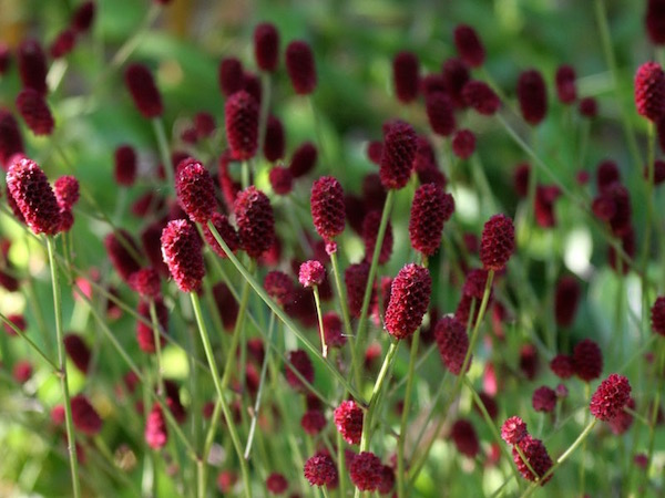Őszi vérfű (Sanguisorba officinalis) meggypiros virágai.