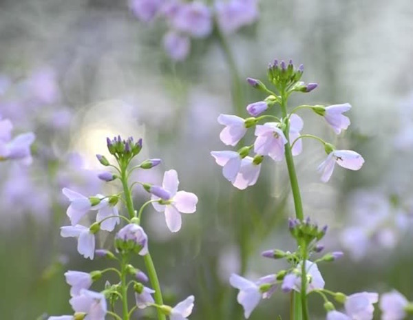 Réti kakukktorma (Cardamine pratensis) gyönyörű apró virágai.