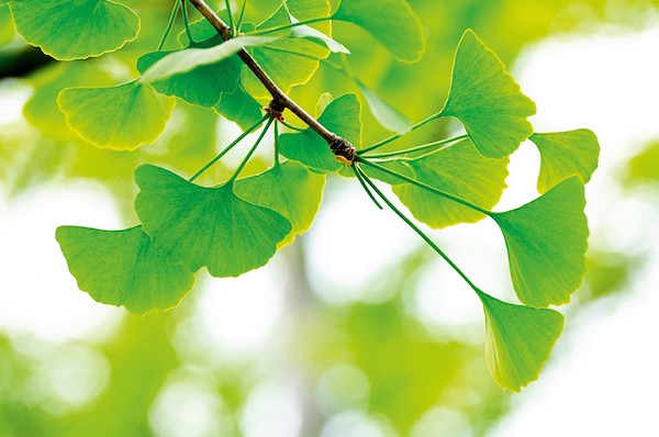 Ginkgo biloba fa zöld levelei a napsütésben.