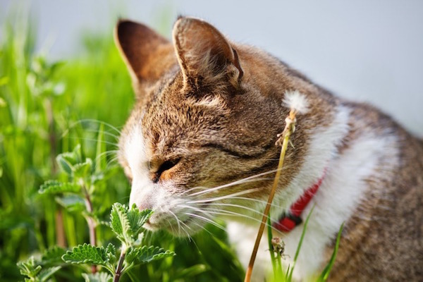 Aranyos cica piros nyakörvvel a nyakán épp illatos macskamentát szaglászgat.