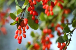 Sóskaborbolya (Berberis vulgaris) gyönyörű piros, fürtökben lógó termései.