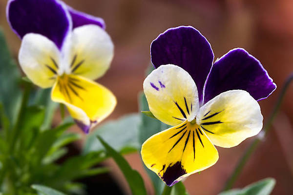 Viola tricolor, azaz a háromszínű árvácska közeli fotója.