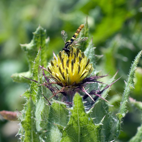 Benedekfű (Cricus bendictus) sárga virágára leszálló méhecske.