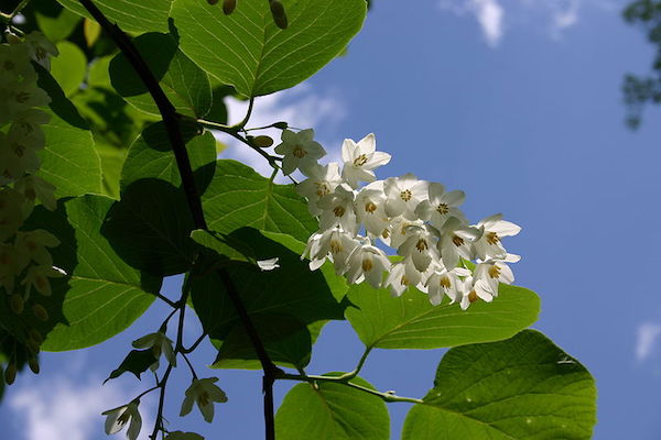Virágzó benzoéfa (Styrax obassia).