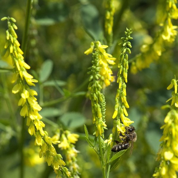 Orvosi somkóró (Melilotus officinalis) sárga virágán egy méhecske.
