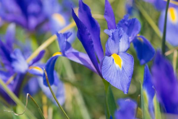 Kék nőszirom (Iris germanica).