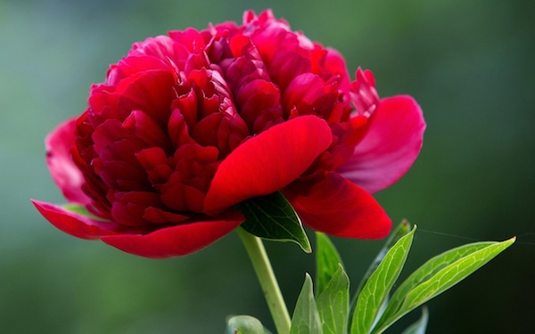 Piros bazsarózsa (Paeonia officinalis) gyönyörű virága.