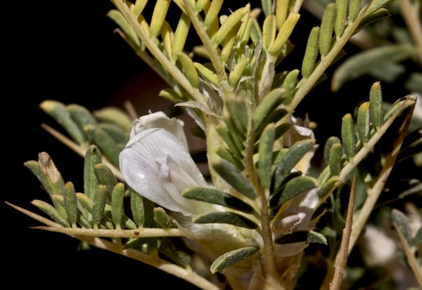 Mézgás csüdfű (Astragalus gummifer).