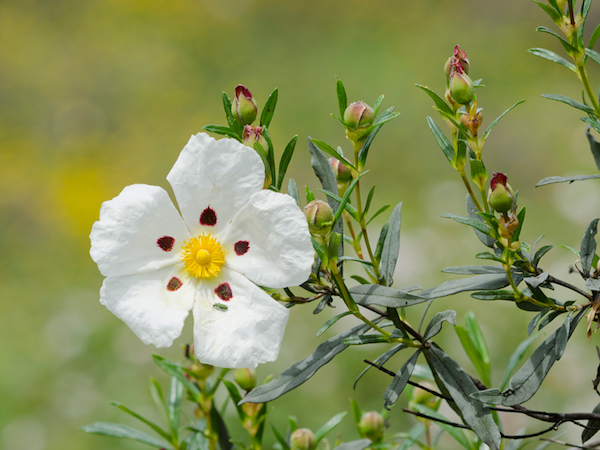 Balzsamos szuhar (Cistus ladafiner) érdekes virága.