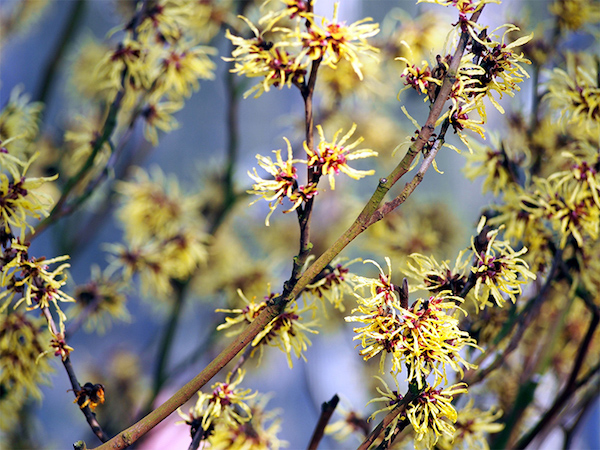 Nagylevelű csodamogyoró (Hamamelis virginiana) gyönyörű virágai.