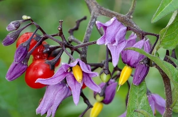 Ebszőlő csucsor (Solanum dulcamara) termése és virága egy növényen.
