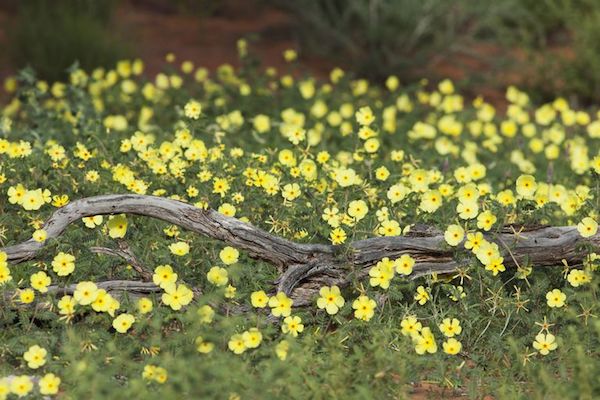 Királydinnye (Tribulus terrestris) apró, sárga virágai.