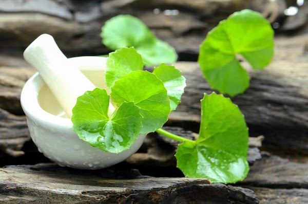 Astragalus gyökér: gyógynövény 6 hihetetlen egészségügyi előnnyel